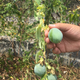 A species of maracuja, or passion fruit, native to the Pedregal grows in Pedro Camarena's demonstration garden on the UNAM campus.
